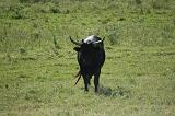 camargue (18)